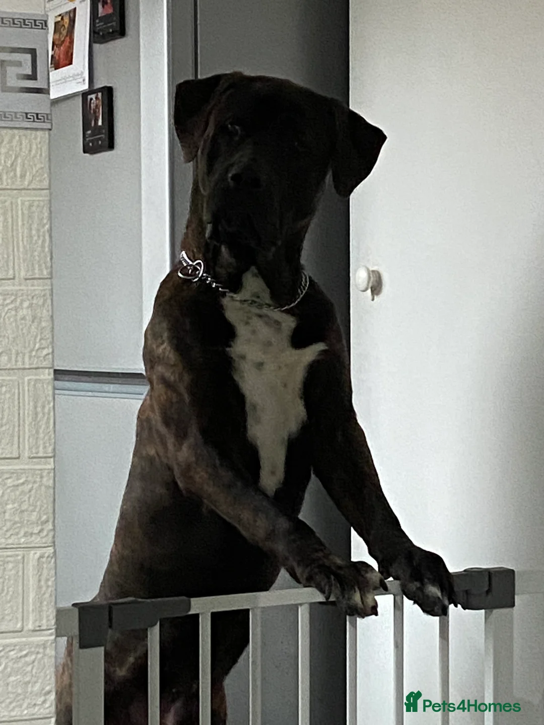 Presa Canario dogs for sale: Presa Canario 8 Months Old - Basti - Advert 1