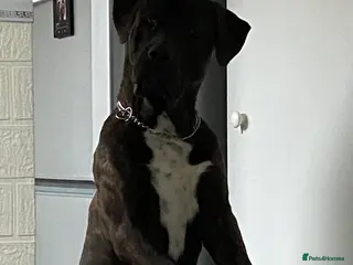 Presa Canario dogs Presa Canario 8 Months Old - Basti - Advert 10