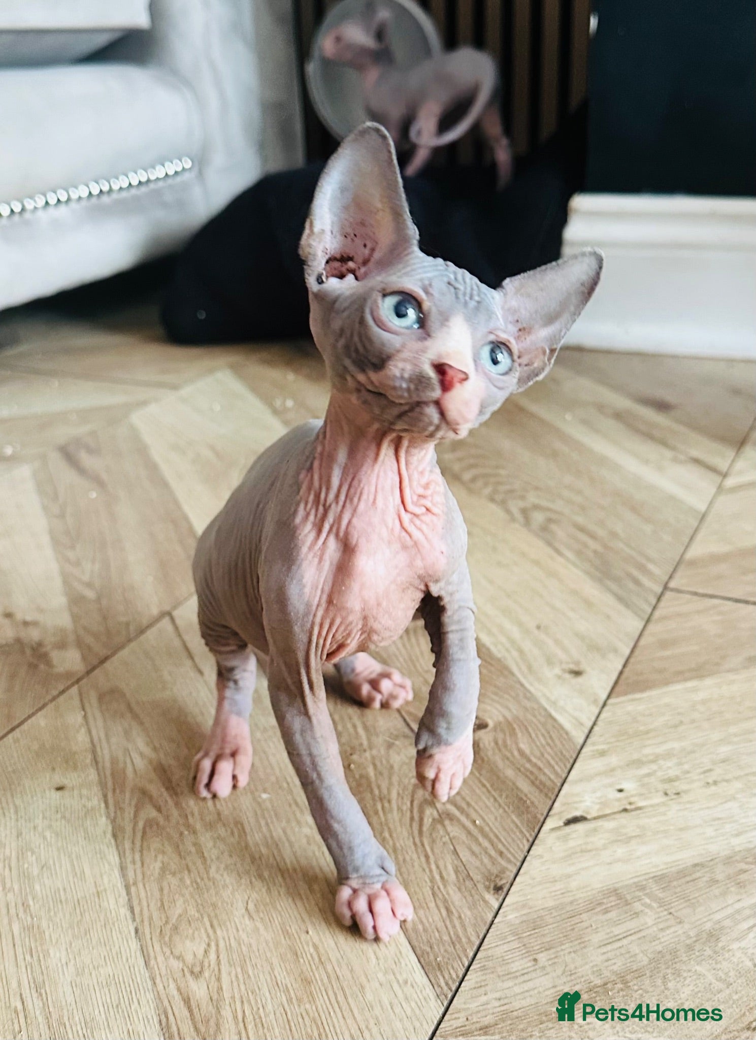 Sphynx cats Stunning boys ready now  - Advert 9