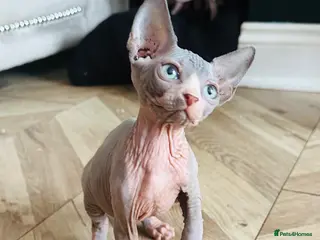 Sphynx cats Stunning boys ready now - Advert 9