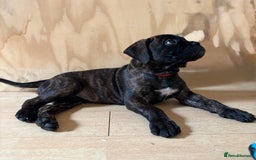 Bullmastiff dogs for sale: 🐾 KC registered bullmastiff female puppy 🐾 - Image 3