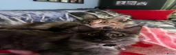 Maine Coon cats for sale: Beautiful 🐈‍⬛  - Advert 25