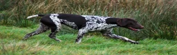 German Shorthaired Pointer dogs for sale: GSP KC Registered Puppies due April 2026 in Craven Arms - Advert 12