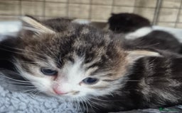 Siberian cats for sale: Beautiful Siberian x BSH kittens  - Image 7