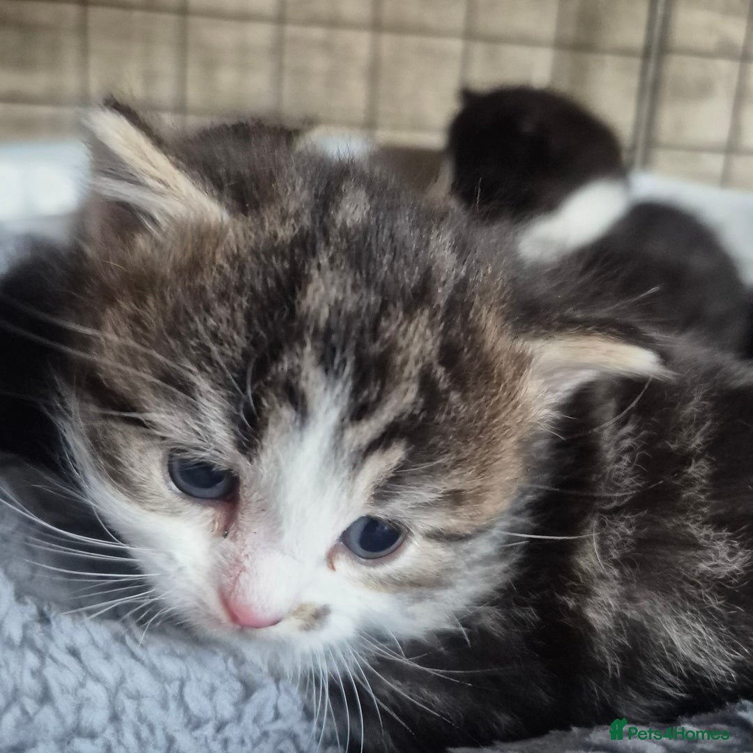 Siberian cats for sale: Beautiful Siberian x BSH kittens  - Image 7