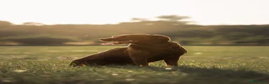 Labrador Retriever 5
