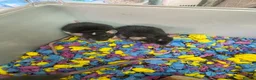 Rat rodents for sale: Adorable baby female rats - Advert 7