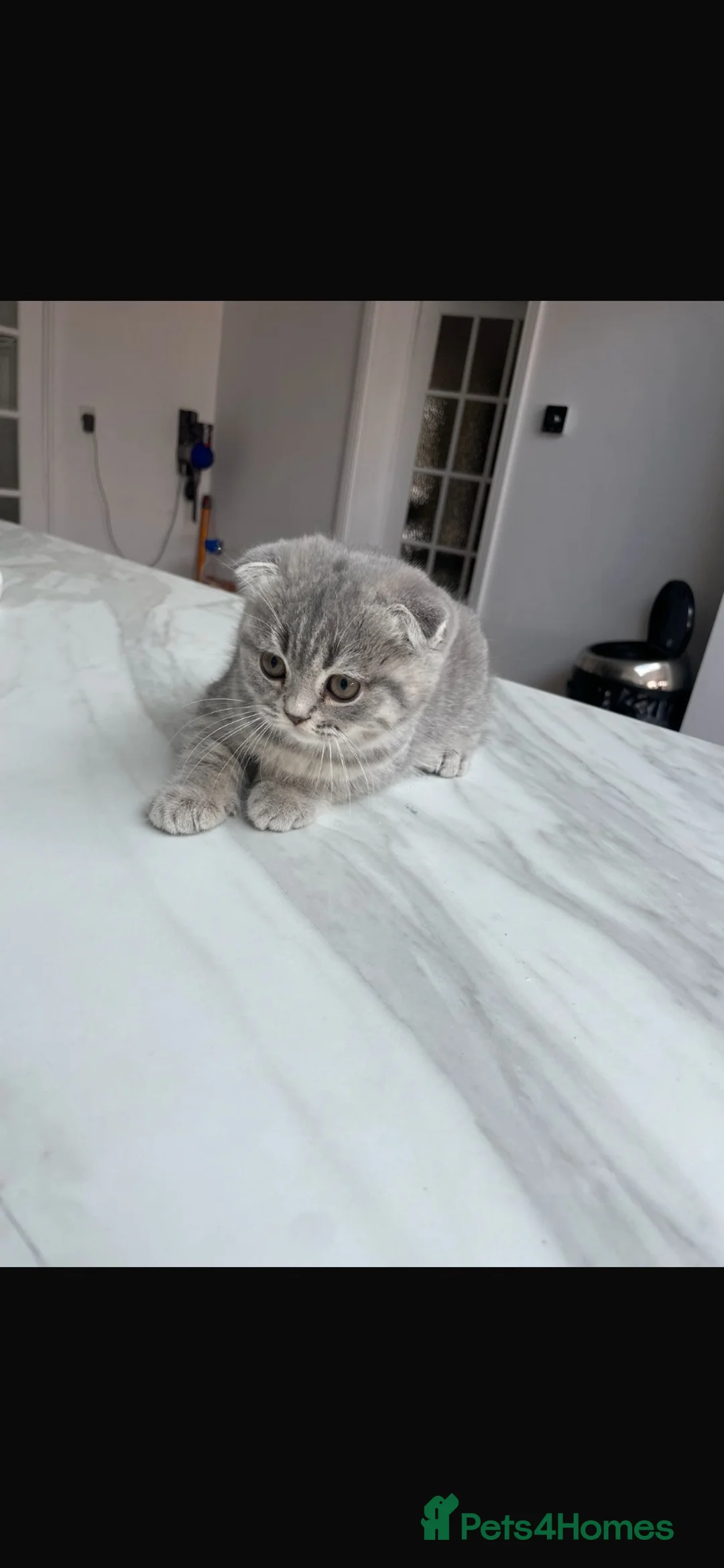 Mixed Breed cats for sale: 5 Beautiful Kittens Ready For Loving Homes - Advert 37