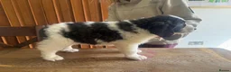 Pyrenean Mountain Dog dogs for sale: Outstanding, KC reg Pyrenean mastiff - Advert 9