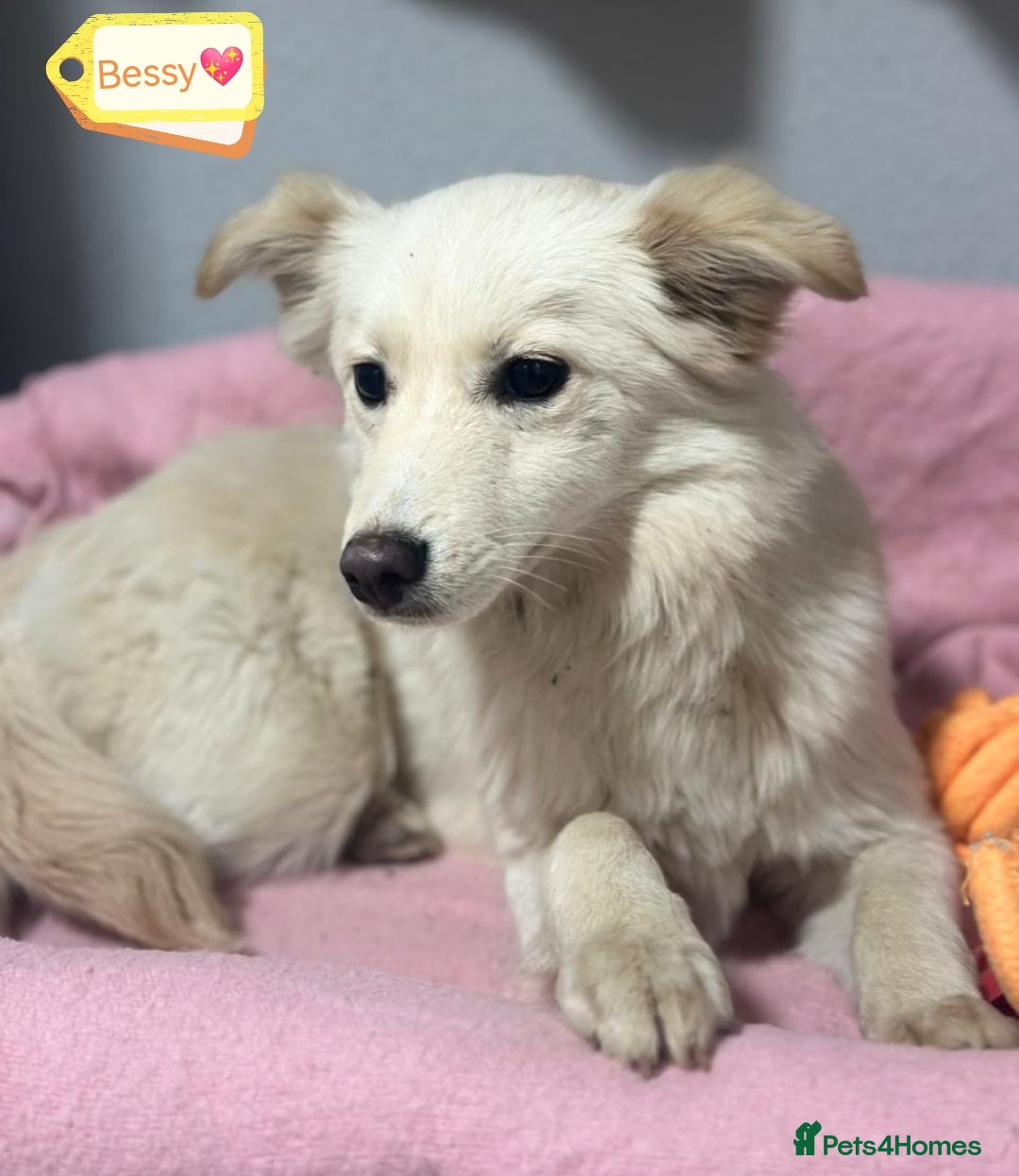 Mixed Breed dogs for adoption: 💖🐶 BESSY & MIKUSHA 💖🐶 - Advert 3