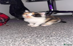 Mixed Breed cats for sale: 3 beautiful kittens available  - Image 15