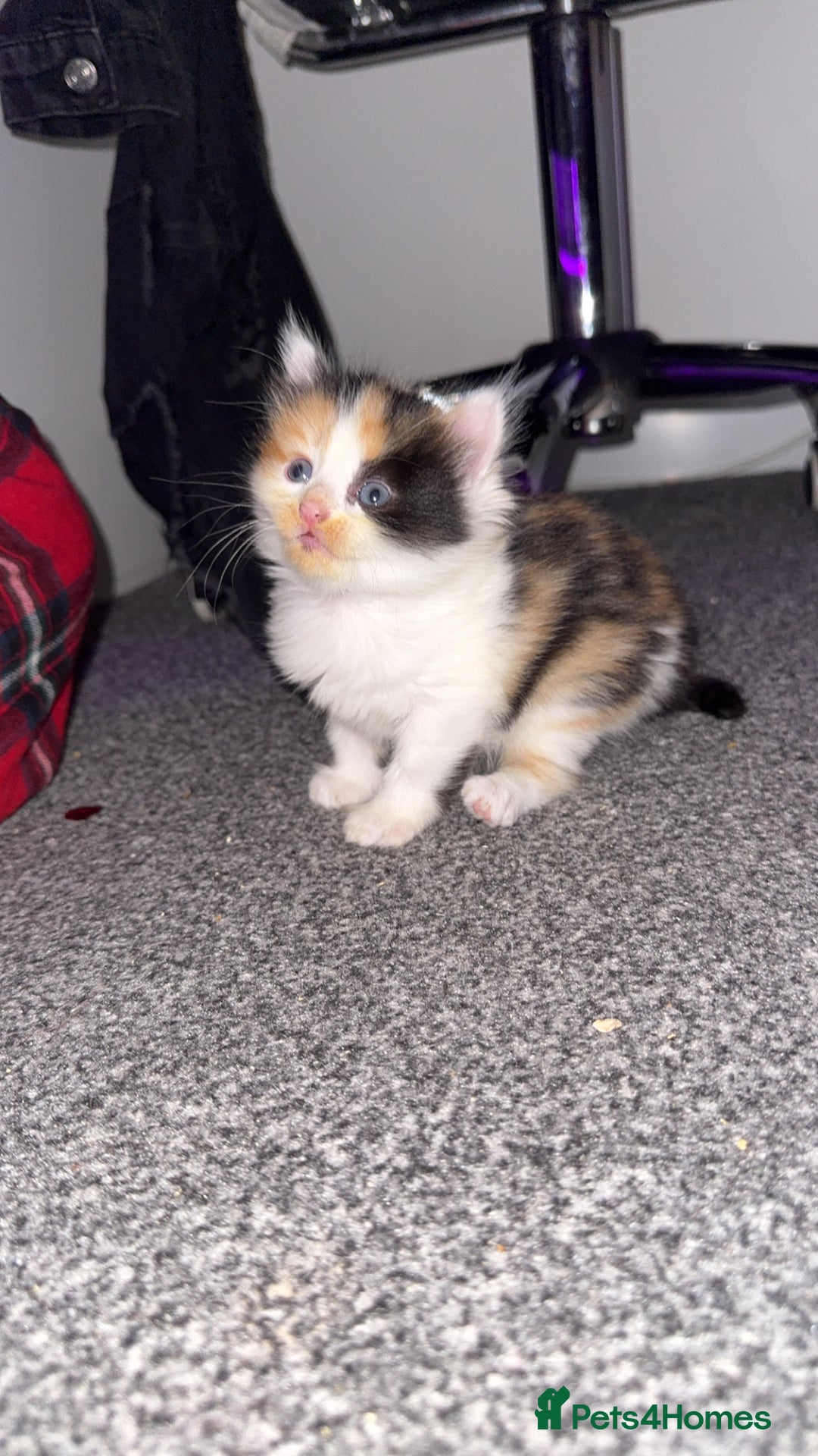Mixed Breed cats for sale: 3 beautiful kittens available  - Image 15