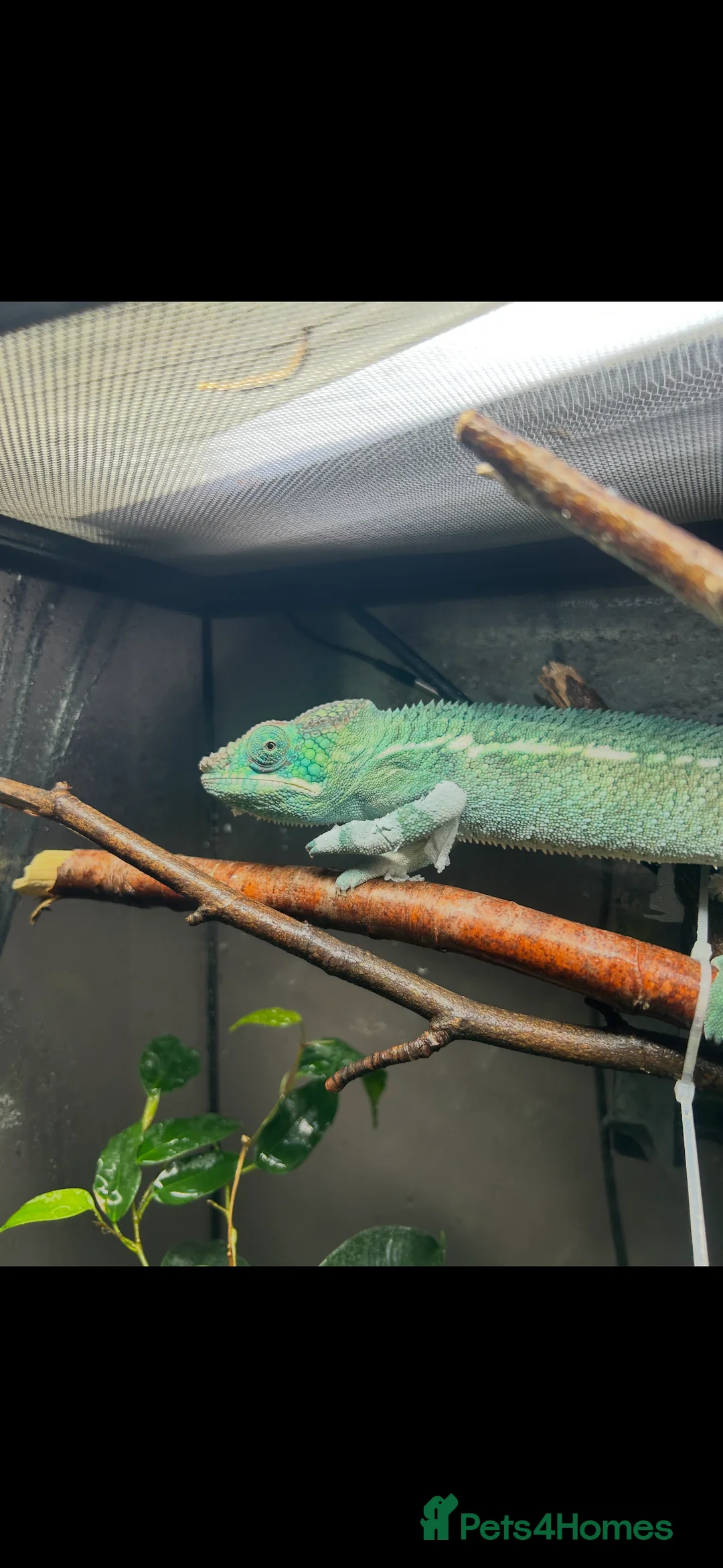 Chameleon reptiles for sale: CB25 Nosy Be Panther Chameleon  - Advert 5