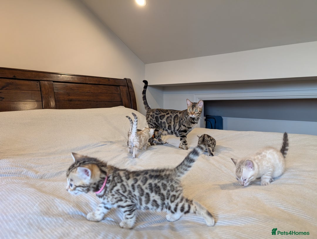 Bengal cats for sale: 🖤🤎 Gorgeous Bengal Kittens 🤎🖤 - Image 32