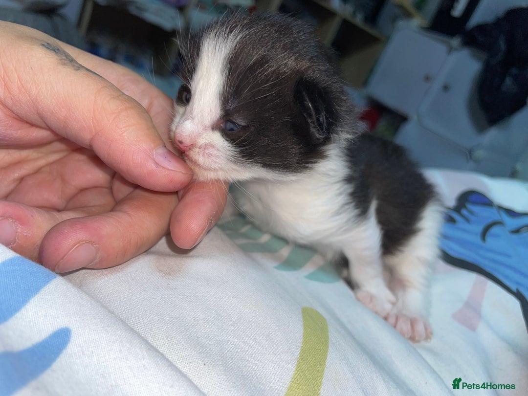 Mixed Breed cats for sale: Beautiful female kittens - Advert 15