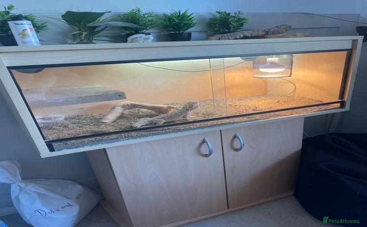 Bearded Dragon reptiles - Advert 1