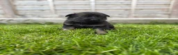 German Shepherd dogs for sale: 🐾 Working line German Shepherd puppies 🐾  - Advert 14
