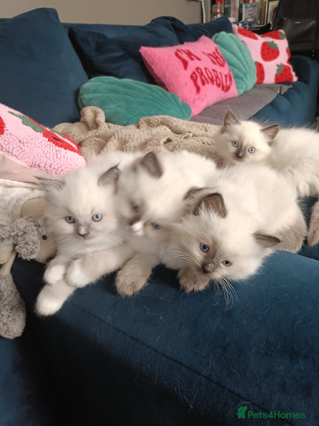 Ragdoll cats for sale: 💞 Beautiful Ragdoll 💞 - Image 2