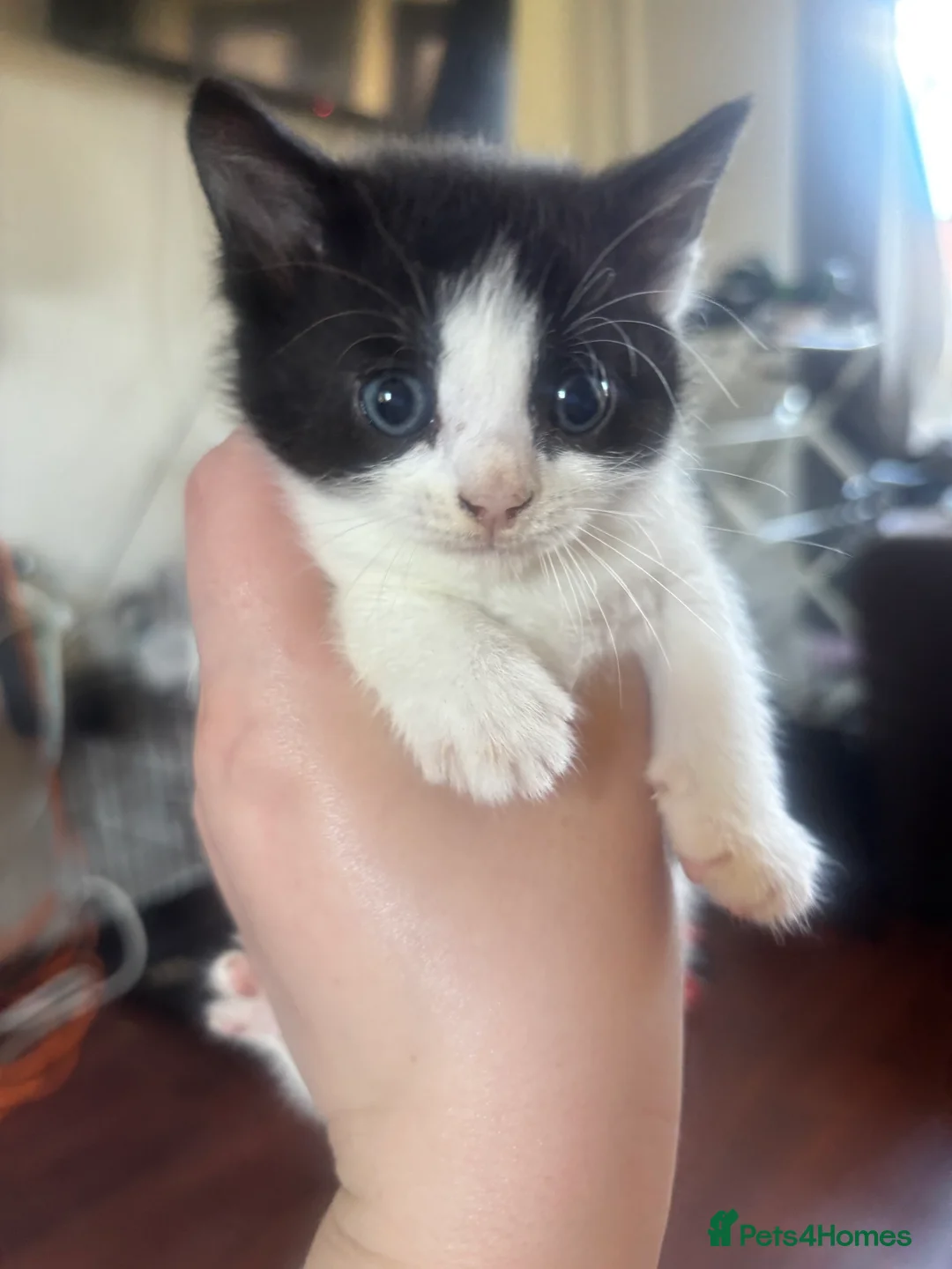 Mixed Breed cats for sale: Kittens for sale - Advert 2