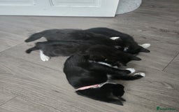 Domestic Shorthair cats for sale: Kitten ready to go  - Image 4