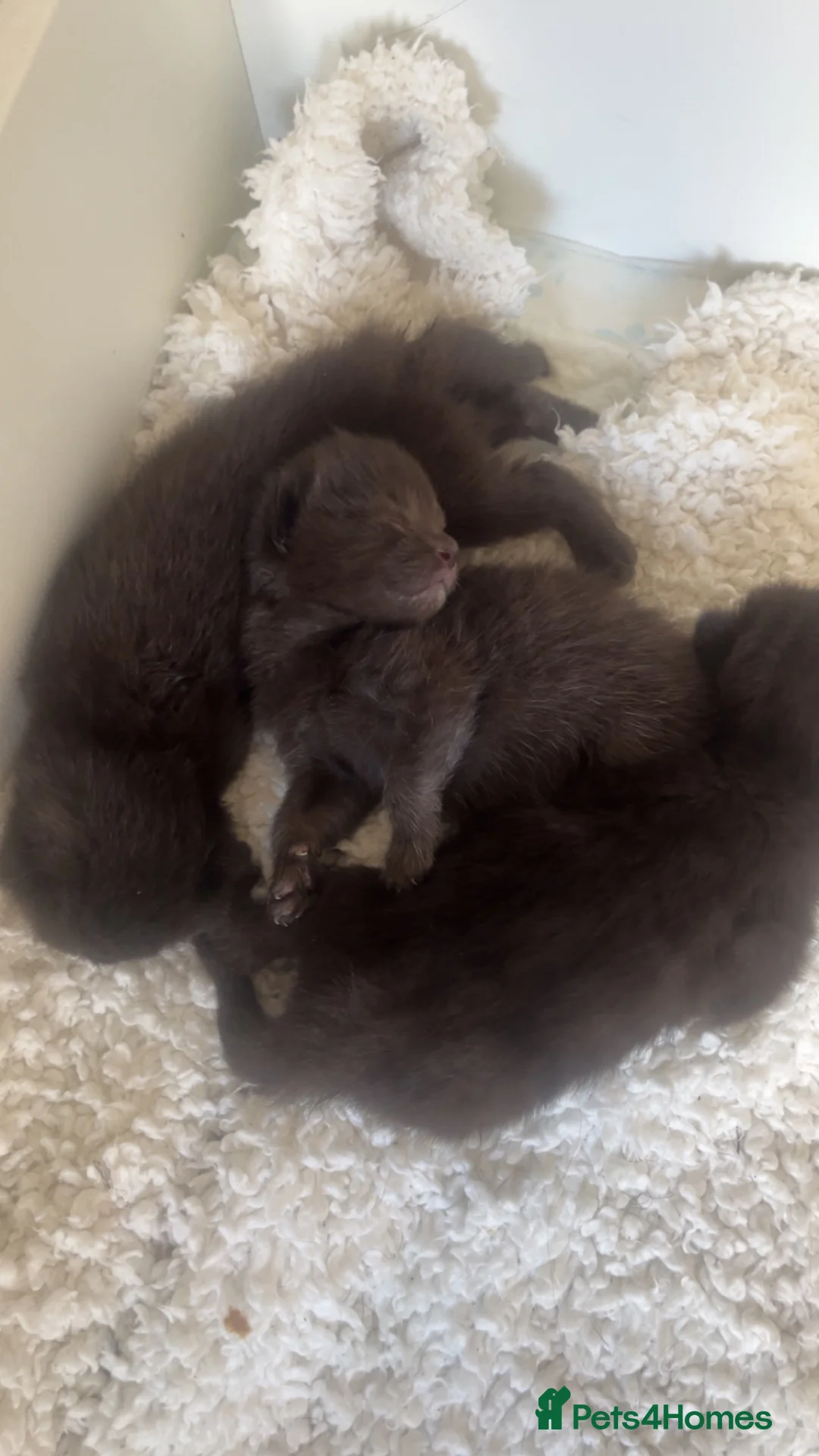 Mixed Breed cats for sale: 6 black cats for sale  - Advert 10