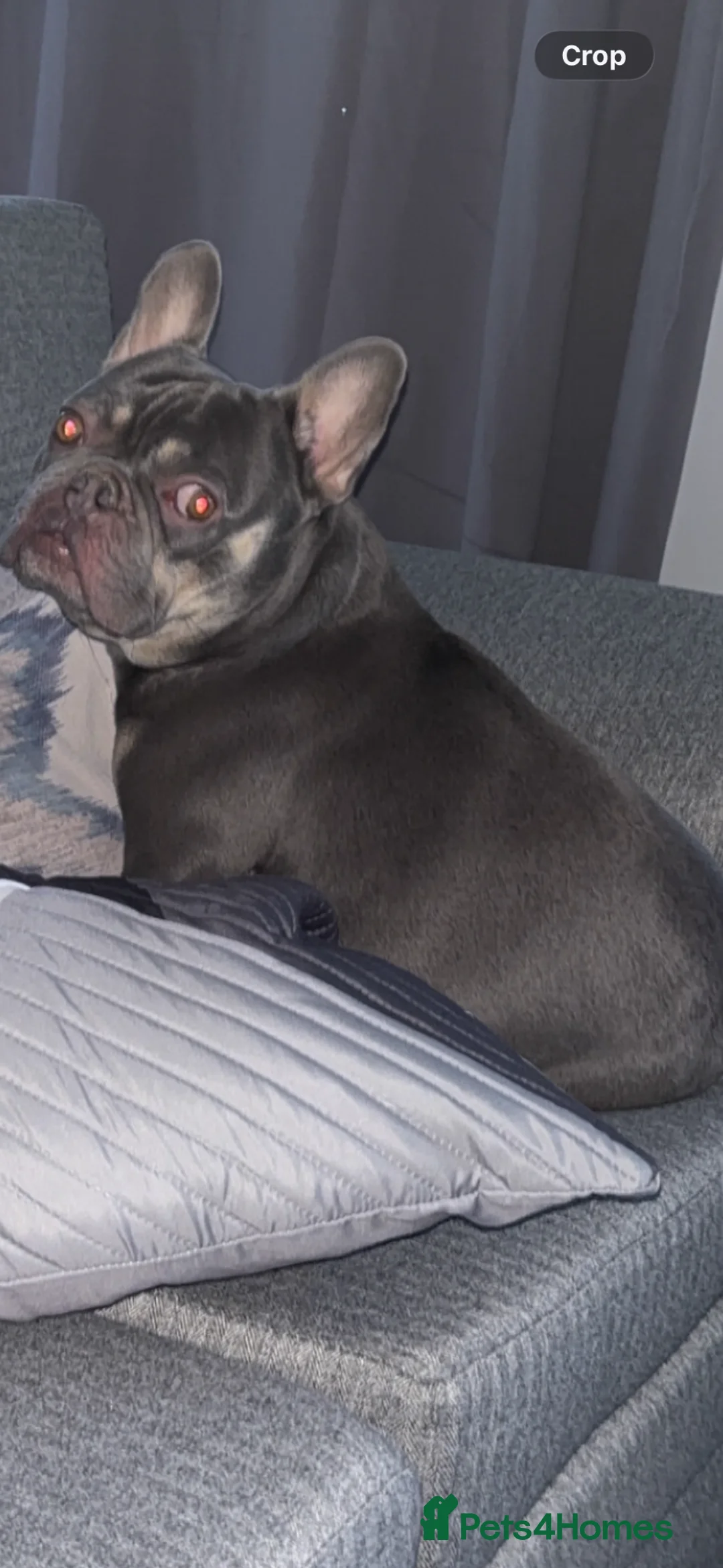 French Bulldog dogs for sale: Beautiful boy  in Bicester - Advert 4