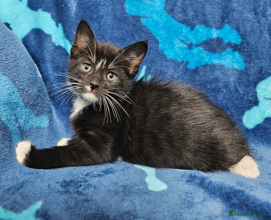 Mixed Breed cats for sale: 2 male kittens ready now - Image 13