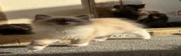 Mixed Breed cats for sale: kittens ready to be loved  - Advert 18