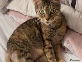 Mixed Breed cats Beautiful ginger and black and white kitten - Advert 1