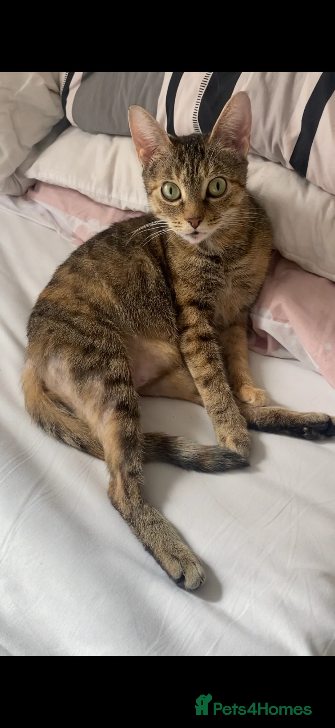 Mixed Breed cats for sale: Beautiful ginger and black and white kitten - Advert 1