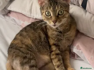 Mixed Breed cats Beautiful ginger and black and white kitten - Advert 18