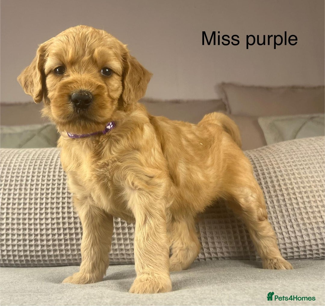 Goldendoodle dogs for sale: These will be stunning adults. Real head turners. - Advert 17