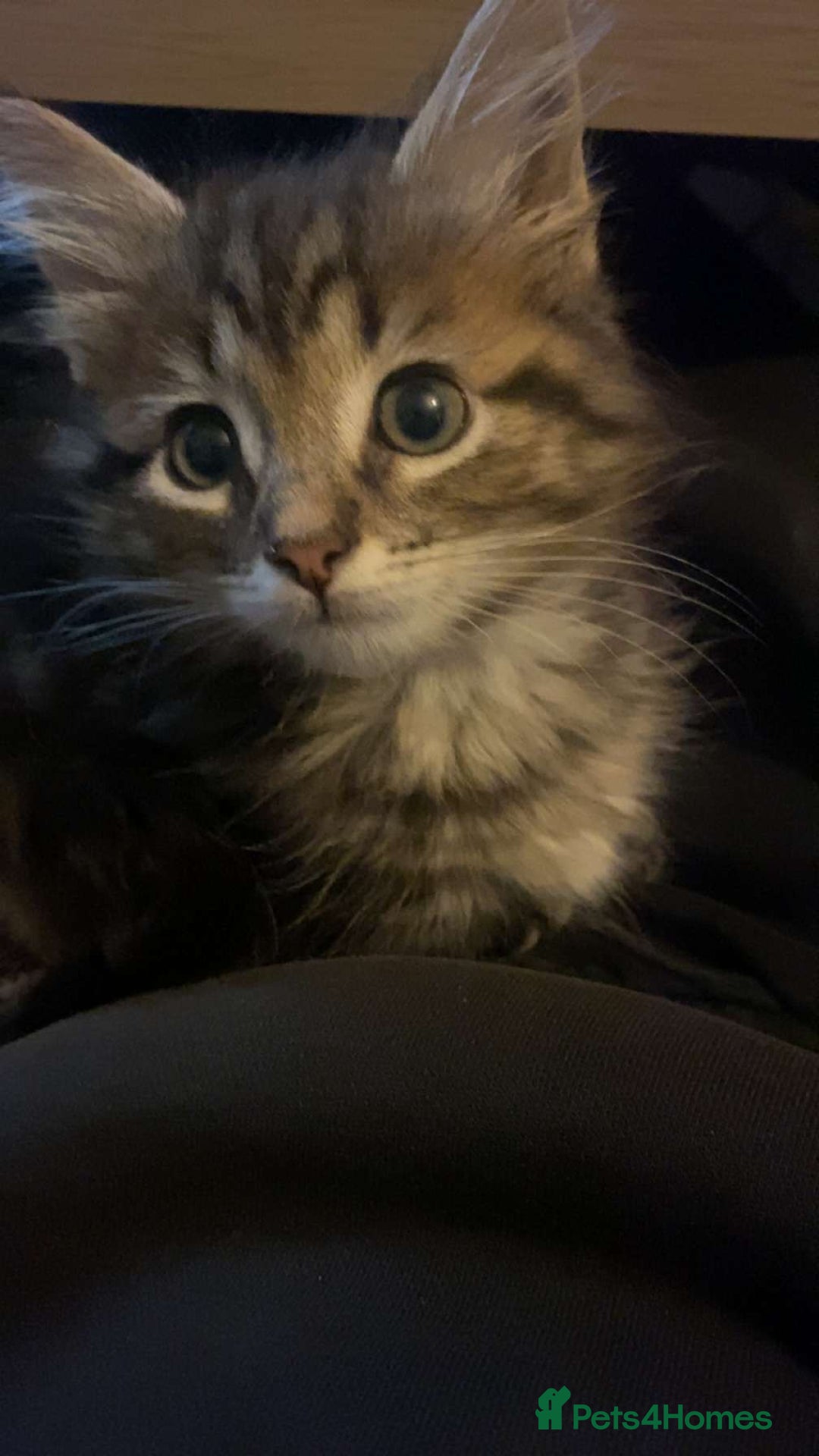 Munchkin cats for sale: Munchkin Kitten - Advert 1