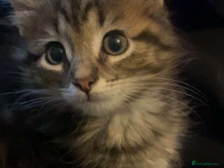 Munchkin cats Munchkin Kitten - Ready to go now - Advert 17