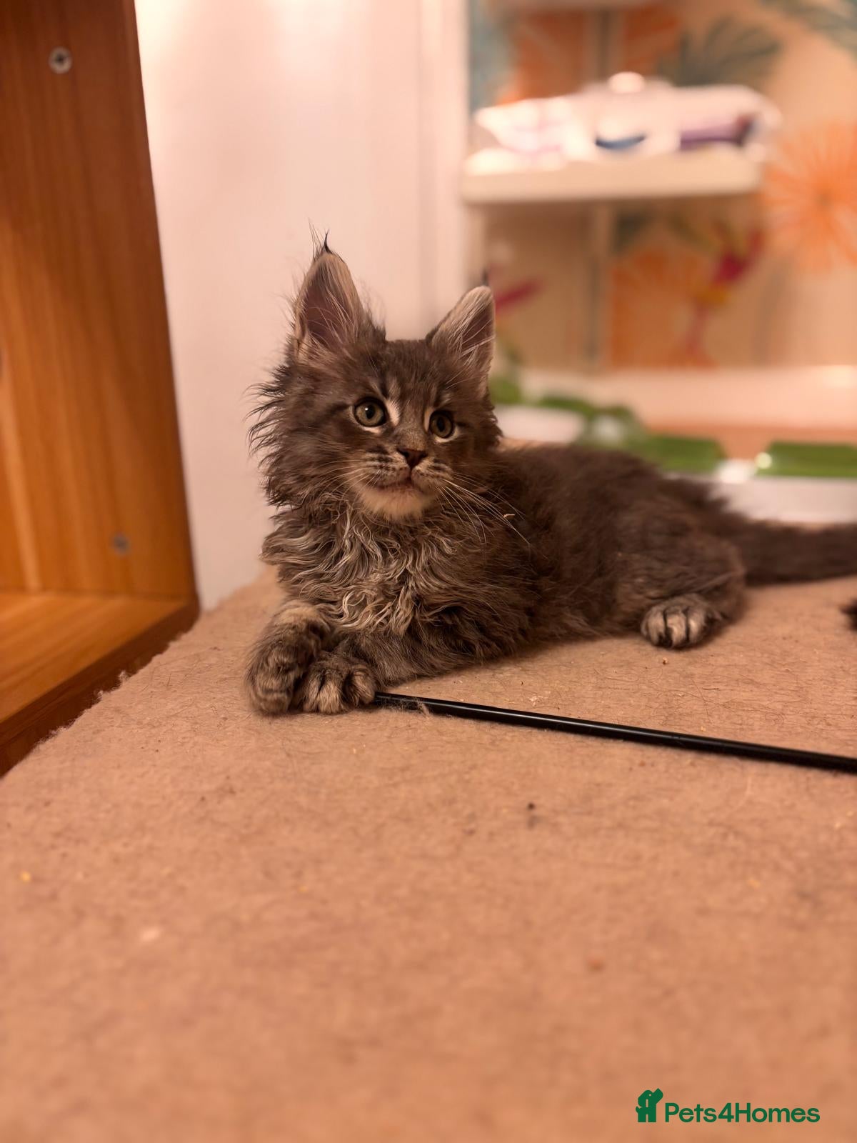 Maine Coon cats Outstanding Quality TICA reg Kittens - Advert 2