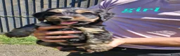 Cockapoo dogs for sale: 6 Beautiful little cockapoo pups ready to leavenow in Market Rasen - Advert 5