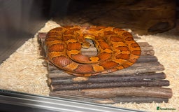Corn Snake reptiles for sale: Female Corn Snake (no set up included)  - Image 2