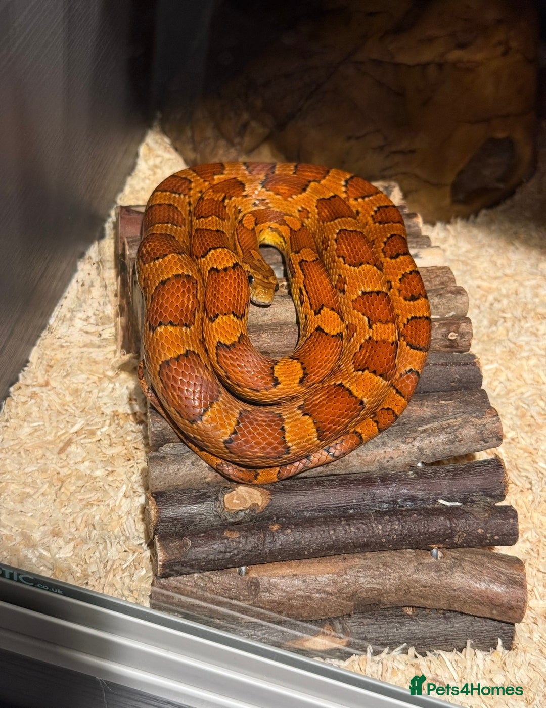 Corn Snake reptiles for sale: Female Corn Snake (no set up included)  - Image 2