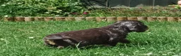 Cocker Spaniel dogs for sale: Show type KC Reg Cocker Spaniel Puppies Available - Advert 16