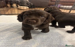 Cocker Spaniel dogs for sale: Working Cocker Spaniel Puppies - Advert 7