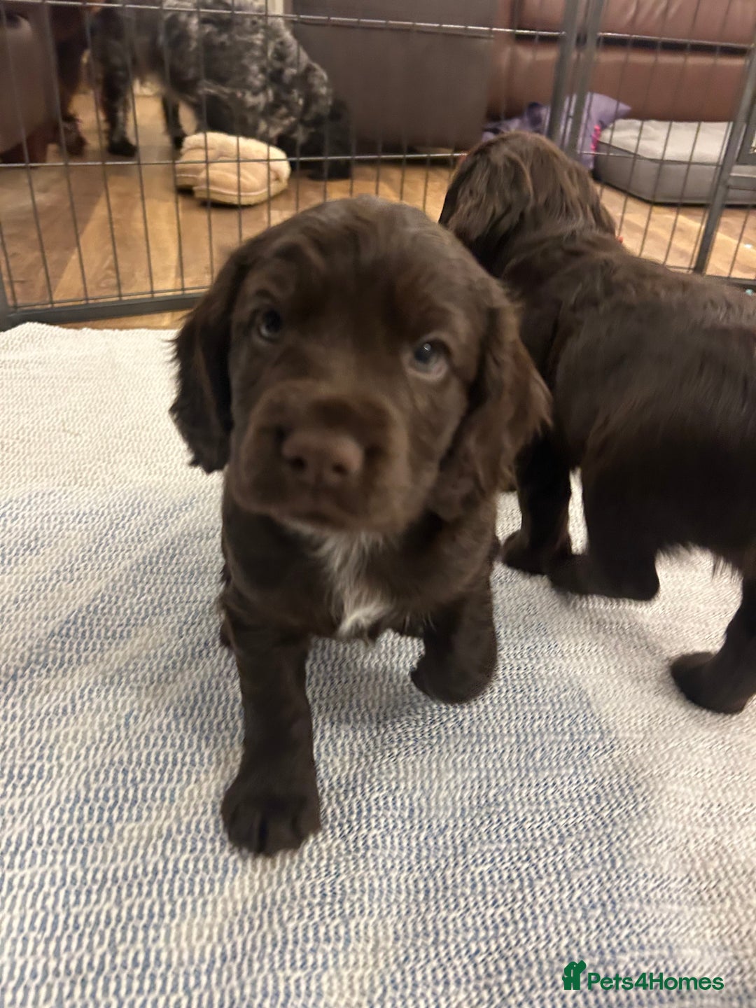 Cocker Spaniel dogs for sale: Working Cocker Spaniel Puppies - Advert 7