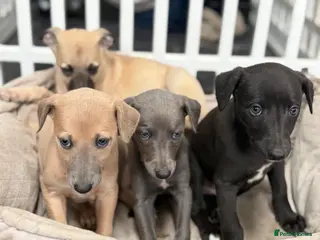 Whippet dogs Stunning KC whippet puppies - Advert 5