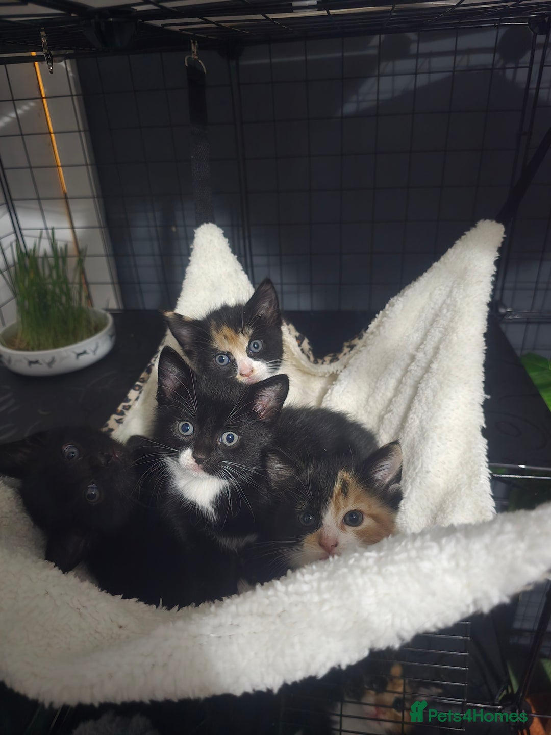 Mixed Breed cats for sale: 5 adorable kittens ready now  - Image 1