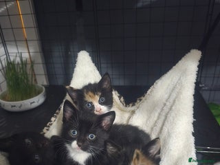 Mixed Breed cats for sale - Advert 1