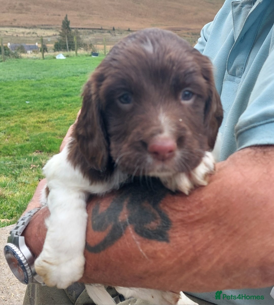 English Springer Spaniel dogs for sale: Quality Spaniel Litter at Sandaharr  - Image 28