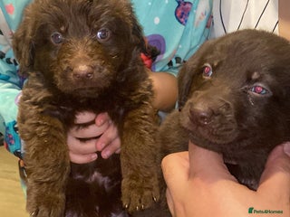 Mixed Breed dogs Beautiful Puppies – Few Left! - Advert 16