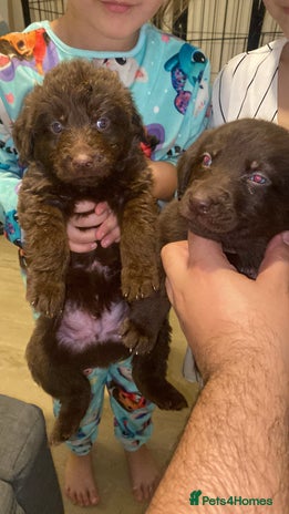 Mixed Breed dogs Beautiful Puppies – Few Left! - Advert 15