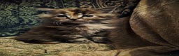 Maine Coon cats for sale: Half maine coon girls kittens - Advert 4