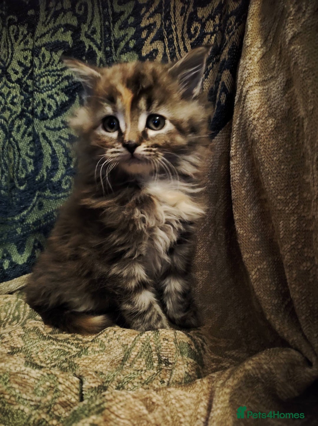 Maine Coon cats for sale: Half maine coon girls kittens - Advert 4