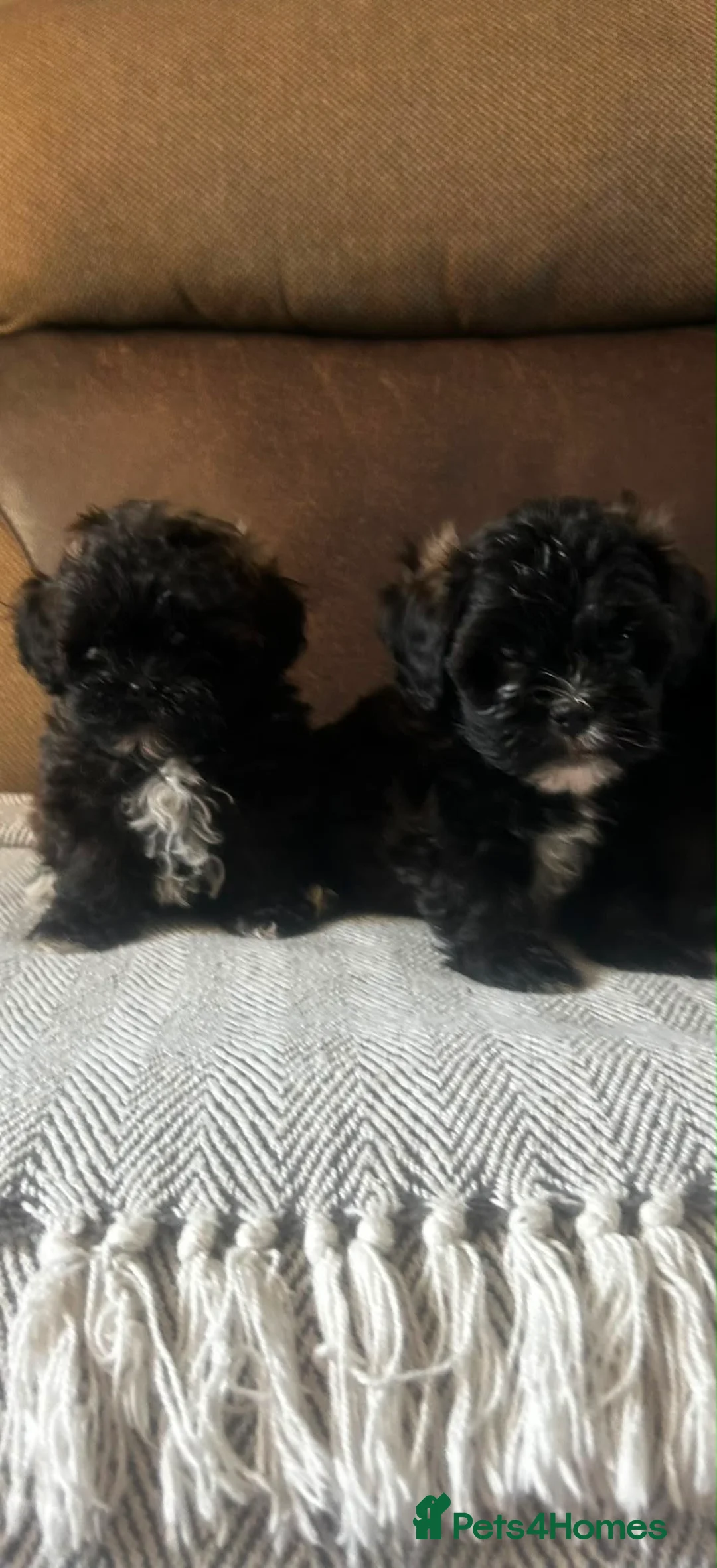 Shihpoo dogs for sale: Shihpoo puppies - Advert 11